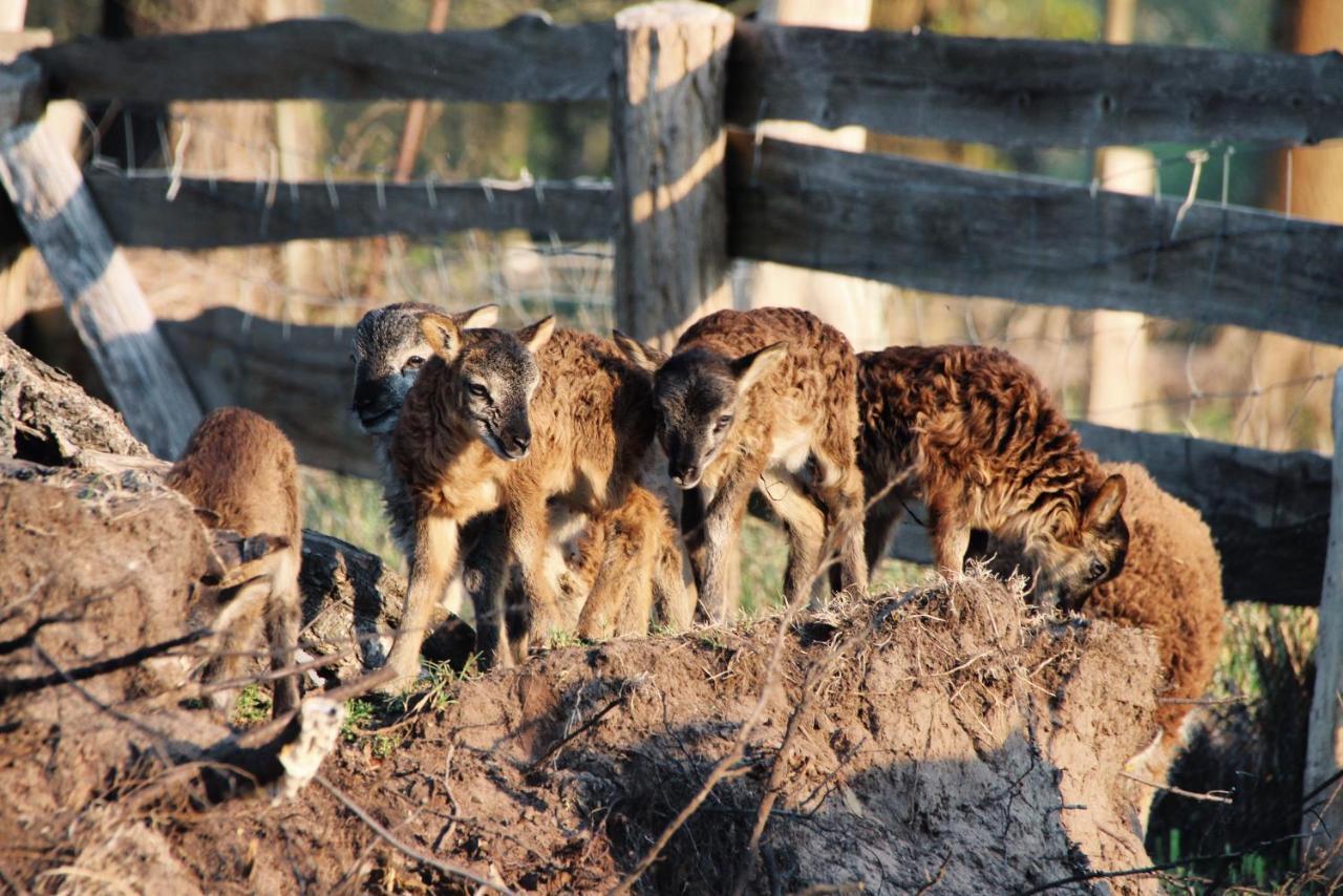 بورغ Landgasthof Zur Wildbahn المظهر الخارجي الصورة
