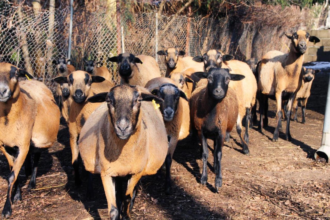 بورغ Landgasthof Zur Wildbahn المظهر الخارجي الصورة